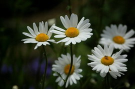 デンマークの国花 デンマークの国花の由来とは 国花 県花まるわかり事典