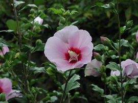 韓国の国花 韓国の国花の由来とは 国花 県花まるわかり事典