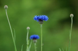 ドイツの国花 ドイツの国花の由来とは 国花 県花まるわかり事典